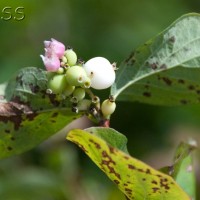 Snowberry